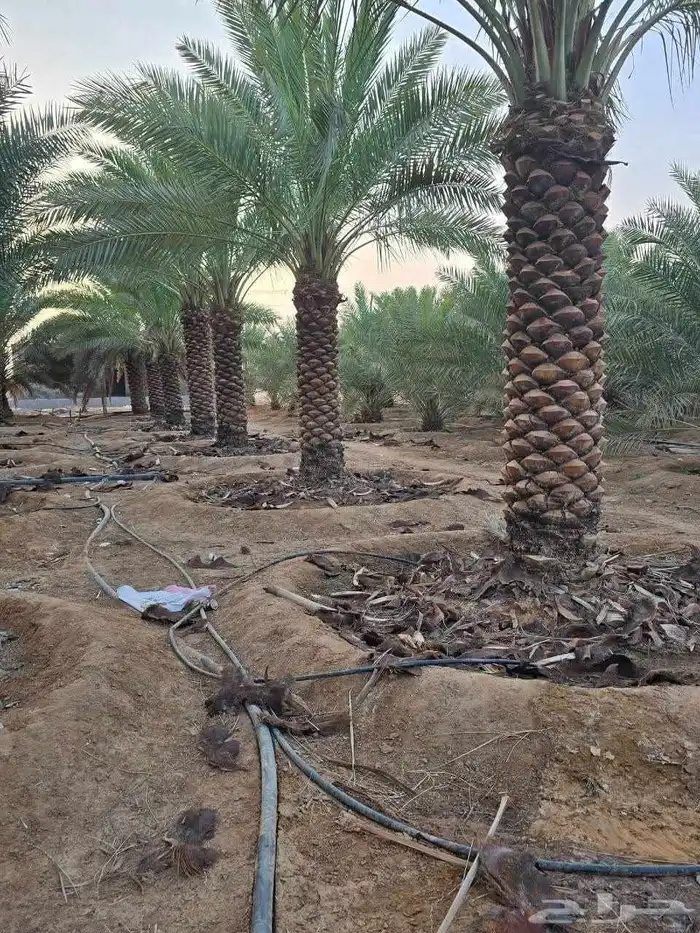 نورد جميع انواع النخل عربي ووشنطني الى جميع مناطق 2
