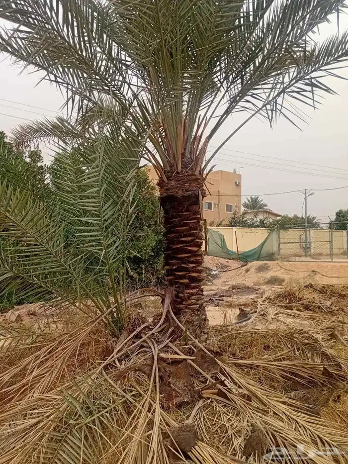 نخل للبيع نخيل فاخر نقايل فسايل صقعي سكري هلالي شيشي خلاص غر 5