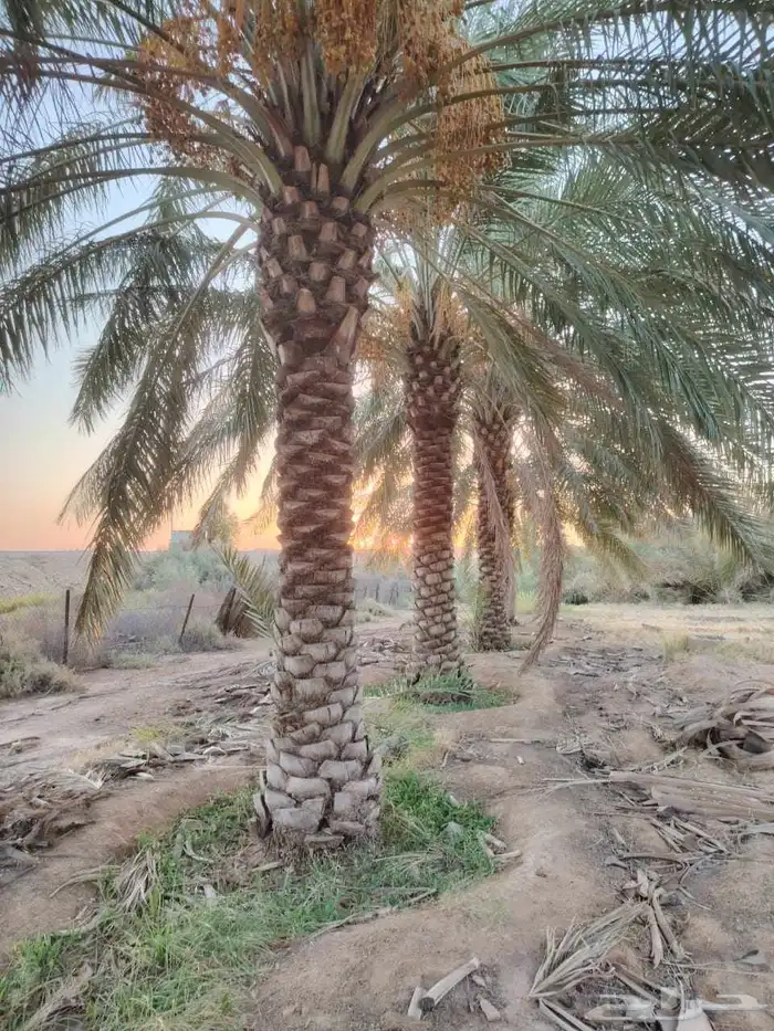 يوجد لدينا نخل عربي و شنطني 0