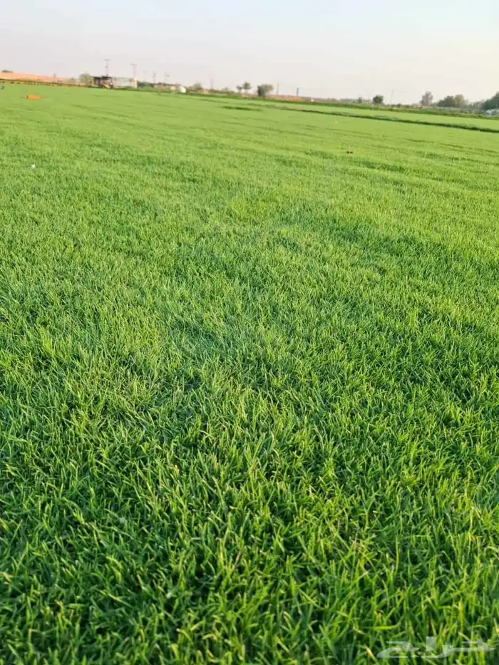 منسق حدائق القصيم 7