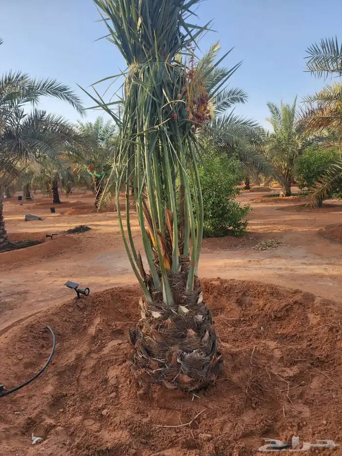 يوجد لادينا نخل عربي جميع انواع 1