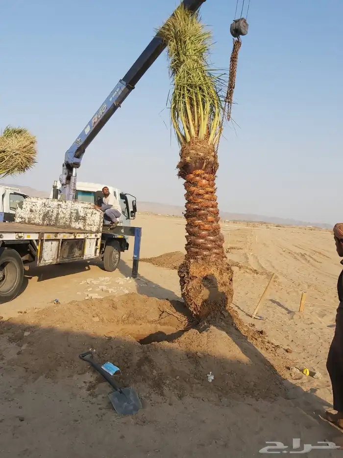 نخل للبيع 6