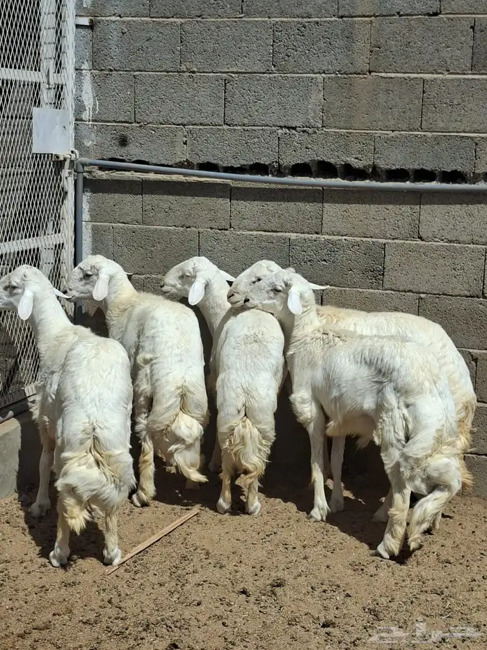 خرفان سمان ونظاف ومشروطه خميس مشيط 3