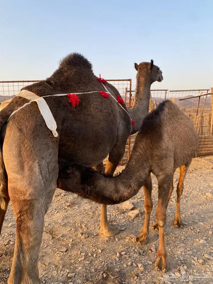 ناقه خالفه 1