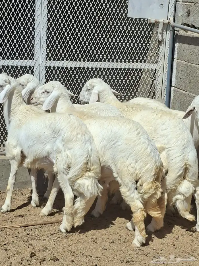خرفان سمان ونظاف ومشروطه خميس مشيط 4