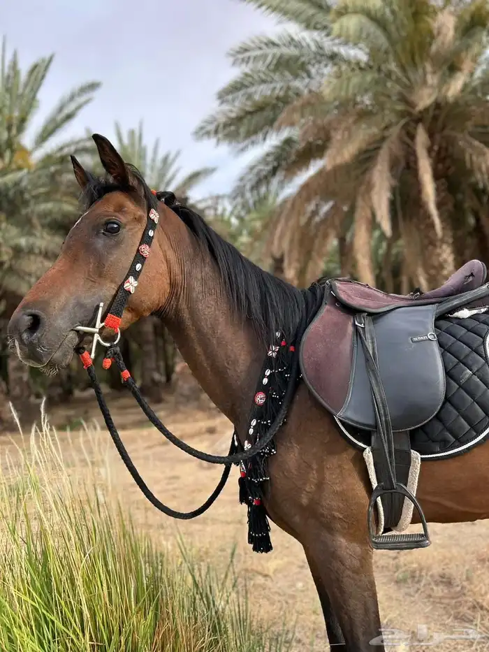 فرس شعبيه طيبه 2