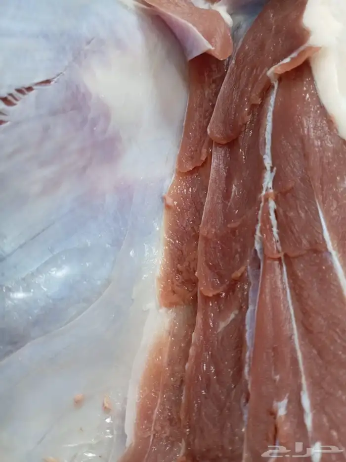 حشو فواخر و حريات كلها من مهد الذهب والسويرقيه 4