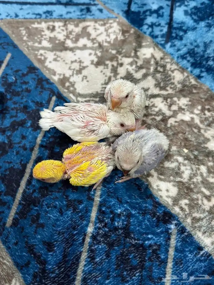 فروخ روز هولندي ( تم البيع ) . 1