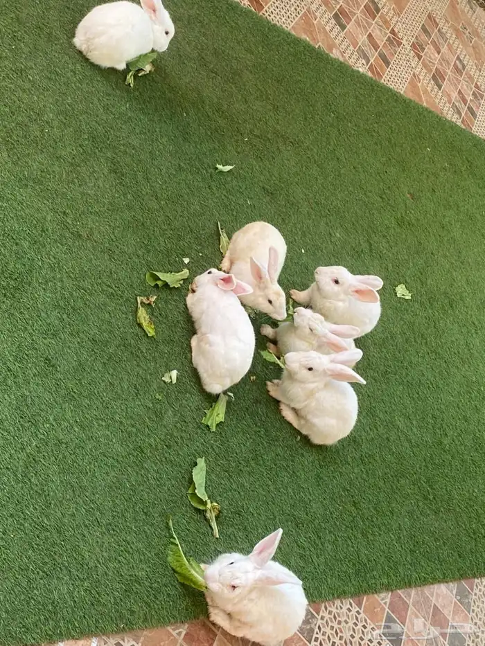 ارانب للبيع العدد 10 5