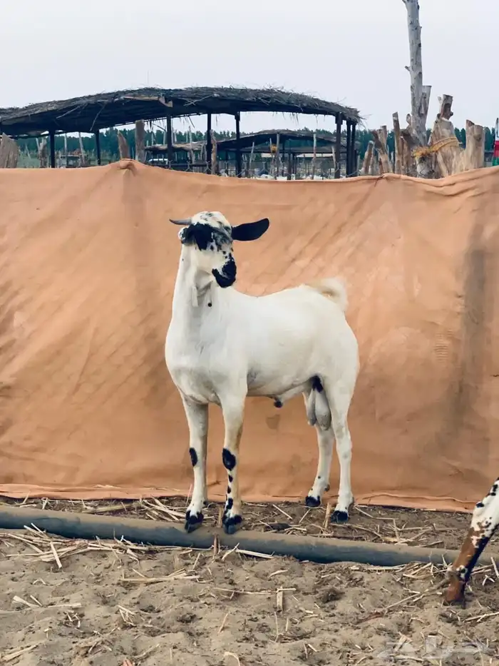 مشروع بيشي فاخر 2