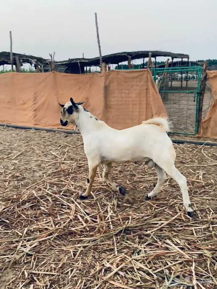 مشروع بيشي فاخر 3