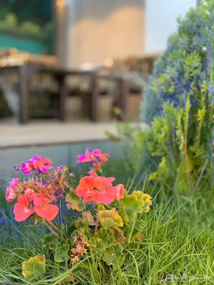 استراحة الفخامه بالعرفاء 20