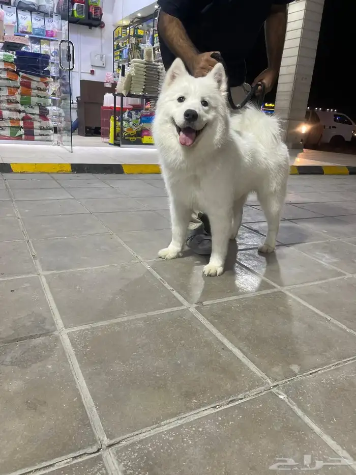 سامويت بيور جميله ماشاءالله 1