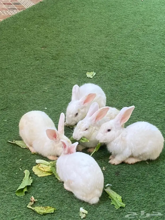 ارانب للبيع العدد 10 4