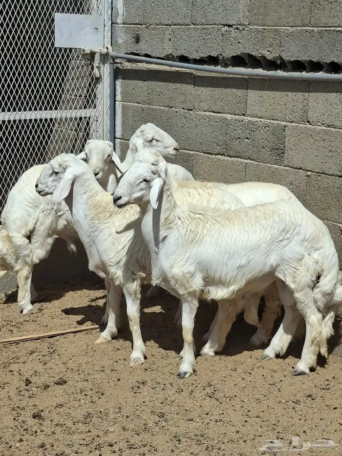 خرفان سمان ونظاف ومشروطه خميس مشيط 2