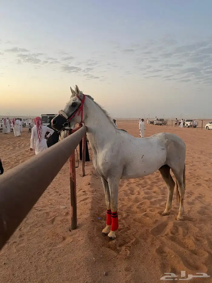 خيل 0