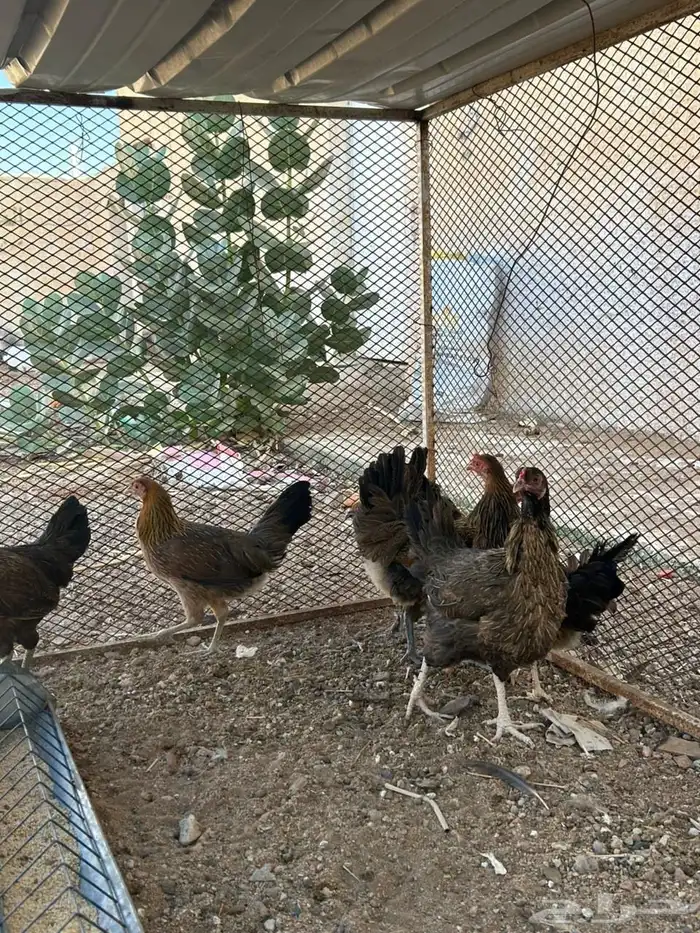 للبيع دجاج بلدي 1