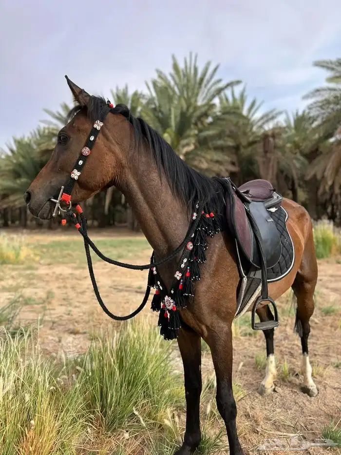 فرس شعبيه طيبه 0