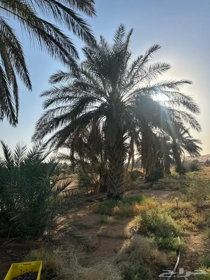 نخل عربي 0