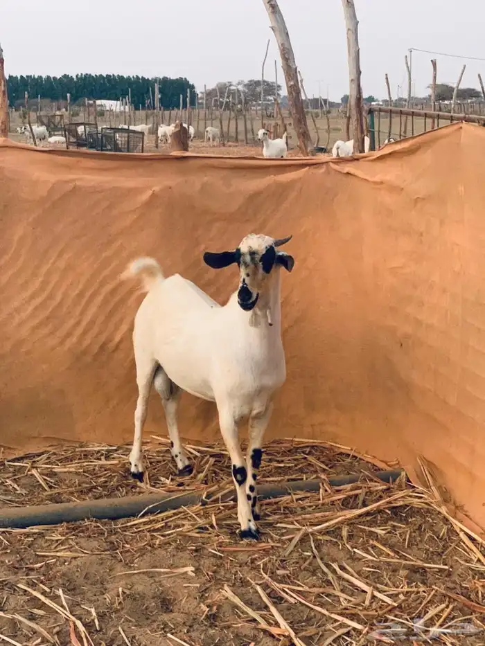 مشروع بيشي فاخر 0