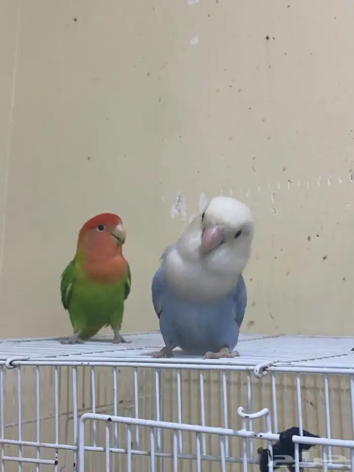 زواج روز منتج شرط 2