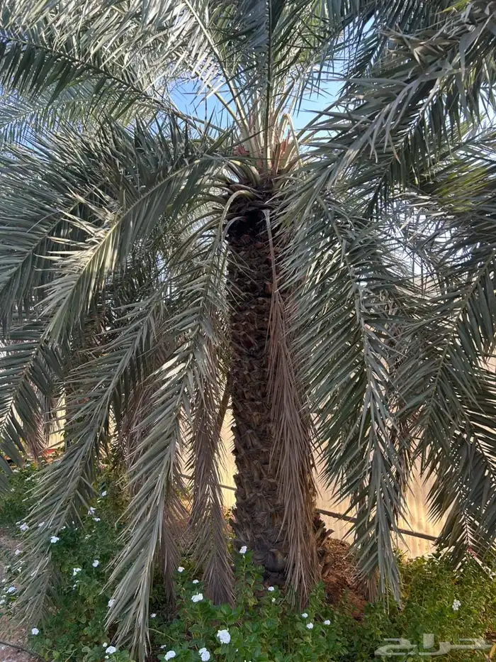 نخل عربي 1