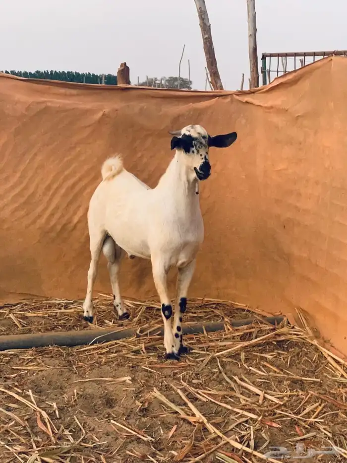 مشروع بيشي فاخر 1