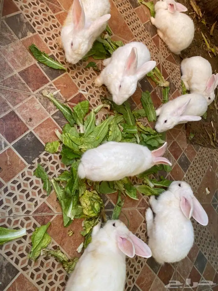 ارانب للبيع العدد 10 2