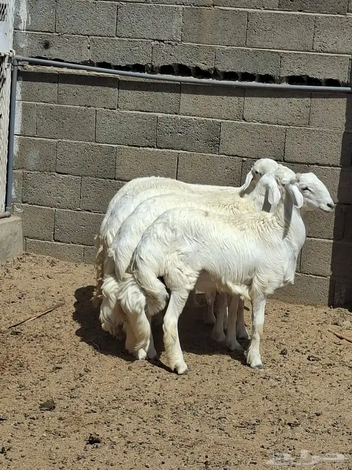 خرفان سمان ونظاف ومشروطه خميس مشيط 0