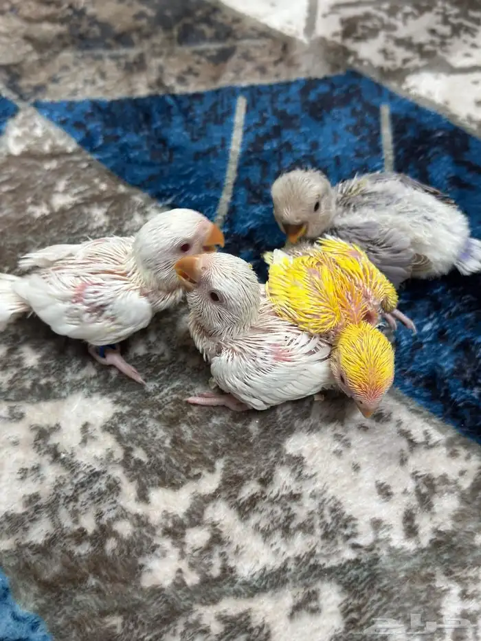 فروخ روز هولندي ( تم البيع ) . 0