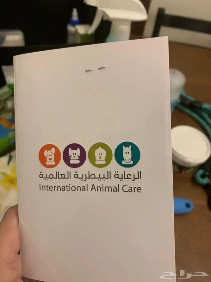 كلب من نوع البيشون فريز فرنسي 3