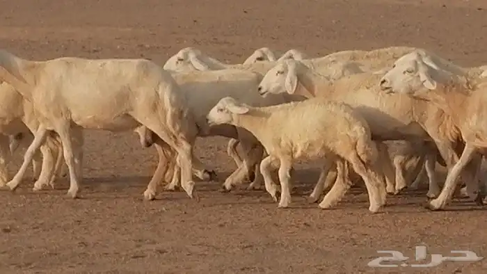 غنم حريات حرش متابيع للبيع ضان للبيع 16