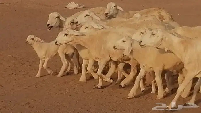 غنم حريات حرش متابيع للبيع ضان للبيع 22