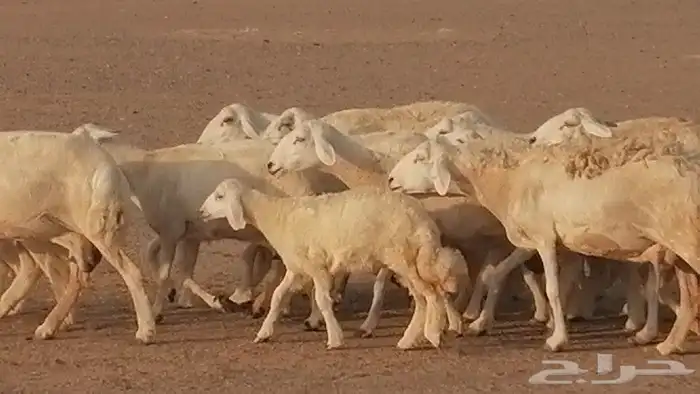 غنم حريات حرش متابيع للبيع ضان للبيع 19