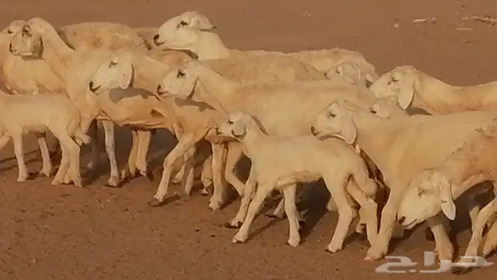 غنم حريات حرش متابيع للبيع ضان للبيع 25