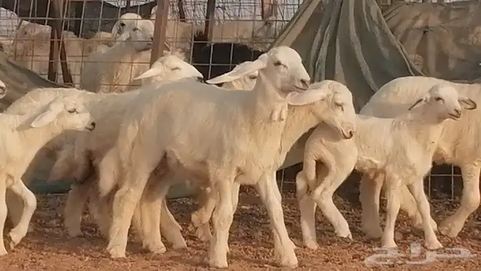 غنم حريات حرش متابيع للبيع ضان للبيع 13