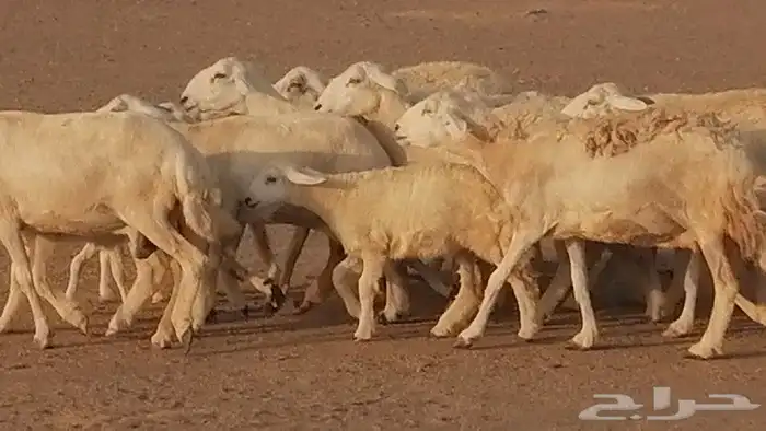 غنم حريات حرش متابيع للبيع ضان للبيع 20