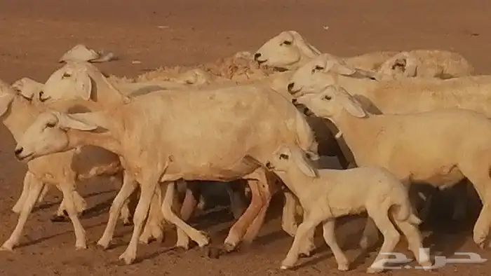 غنم حريات حرش متابيع للبيع ضان للبيع 33