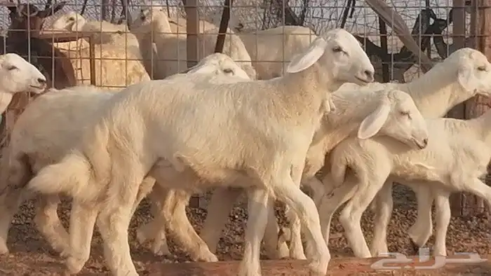 غنم حريات حرش متابيع للبيع ضان للبيع 8