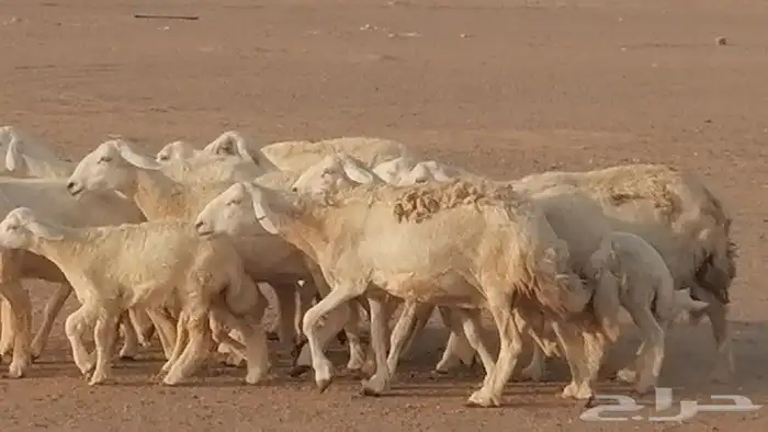 غنم حريات حرش متابيع للبيع ضان للبيع 14