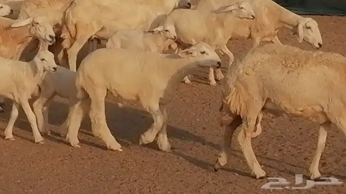 غنم حريات حرش متابيع للبيع ضان للبيع 27