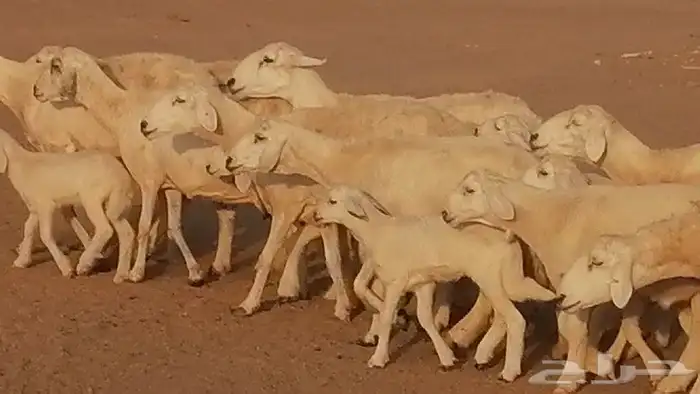 غنم حريات حرش متابيع للبيع ضان للبيع 24