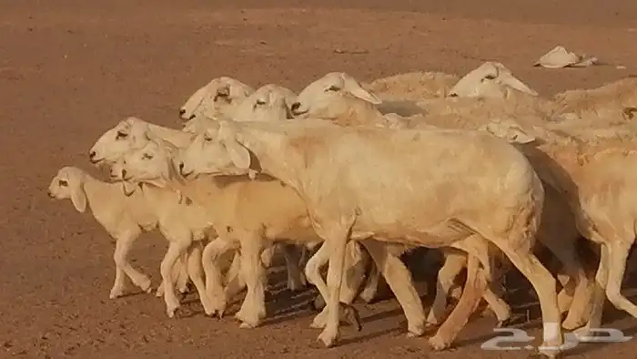 غنم حريات حرش متابيع للبيع ضان للبيع 21