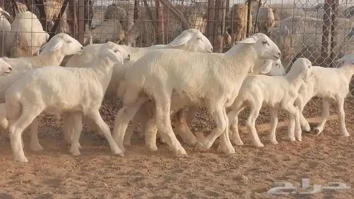 غنم حريات حرش متابيع للبيع ضان للبيع 10