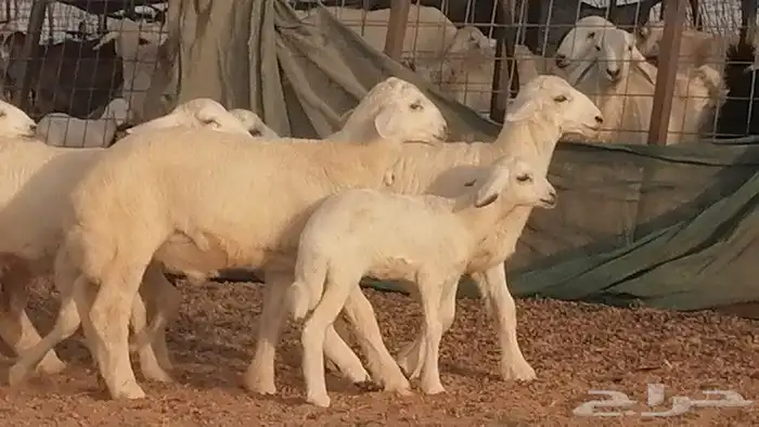غنم حريات حرش متابيع للبيع ضان للبيع 12