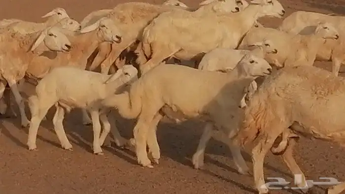 غنم حريات حرش متابيع للبيع ضان للبيع 2