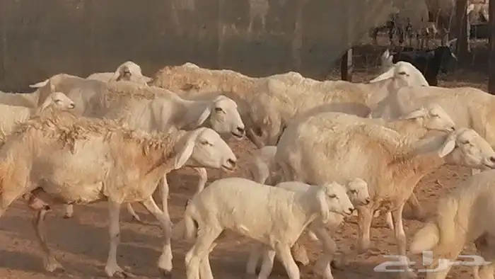 غنم حريات حرش متابيع للبيع ضان للبيع 5