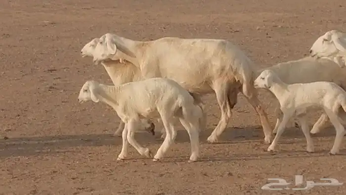 غنم حريات حرش متابيع للبيع ضان للبيع 32