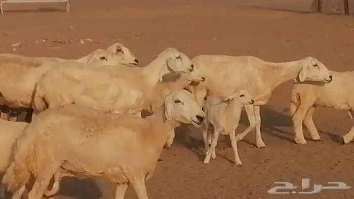 غنم حريات حرش متابيع للبيع ضان للبيع 28