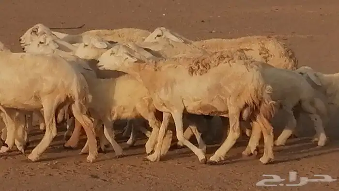 غنم حريات حرش متابيع للبيع ضان للبيع 1